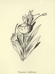 Tureenia Ladlecum